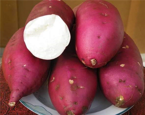 淀粉型红薯.jpg