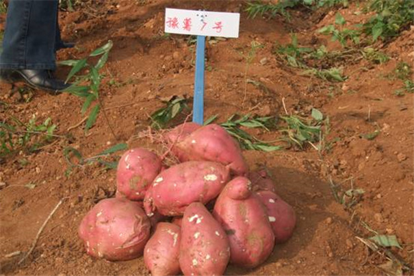 豫薯7号.jpg