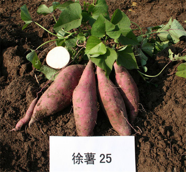 徐薯25.jpg